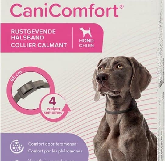 découvrez les meilleurs calmants naturels pour chien afin d'apaiser l'anxiété et le stress de votre compagnon à quatre pattes. explorez des solutions douces et efficaces pour garantir le bien-être de votre fidèle ami.