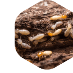 découvrez nos conseils et astuces pour prévenir les termites dans votre maison. apprenez à identifier les signes d'infestation et à mettre en place des mesures efficaces pour protéger votre habitat des dommages causés par ces nuisibles.