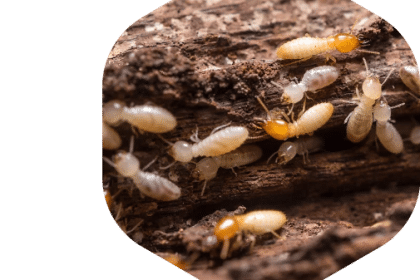 découvrez nos conseils et astuces pour prévenir les termites dans votre maison. apprenez à identifier les signes d'infestation et à mettre en place des mesures efficaces pour protéger votre habitat des dommages causés par ces nuisibles.