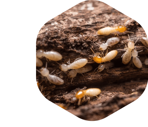 découvrez nos conseils et astuces pour prévenir les termites dans votre maison. apprenez à identifier les signes d'infestation et à mettre en place des mesures efficaces pour protéger votre habitat des dommages causés par ces nuisibles.