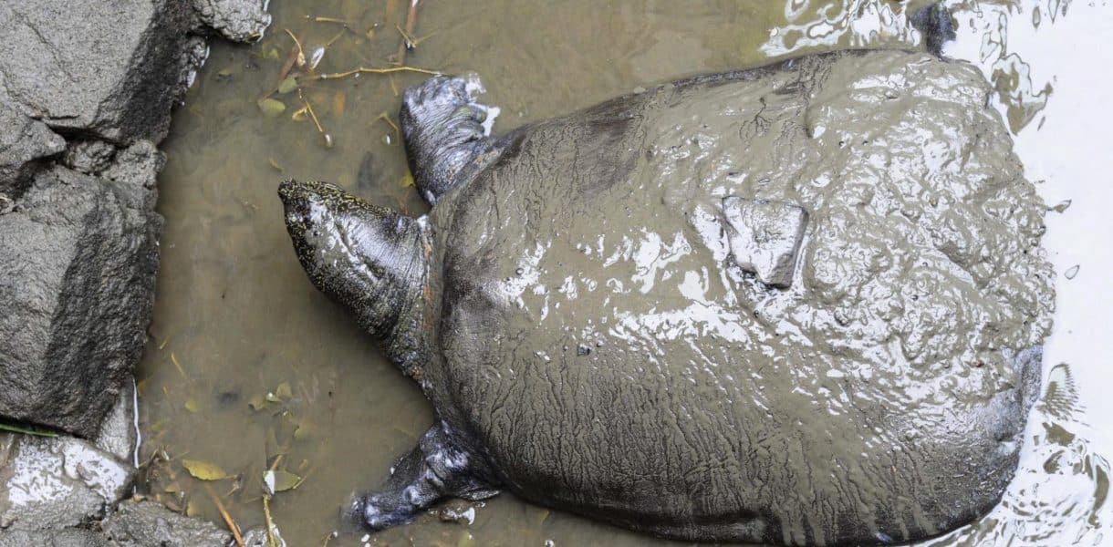 découvrez l'univers fascinant des tortues d'eau, ces créatures aquatiques remarquables. apprenez tout sur leurs habitats, leur alimentation et leur comportement, tout en préservant leur écosystème. explorez les différentes espèces de tortues d'eau et comment contribuer à leur protection.