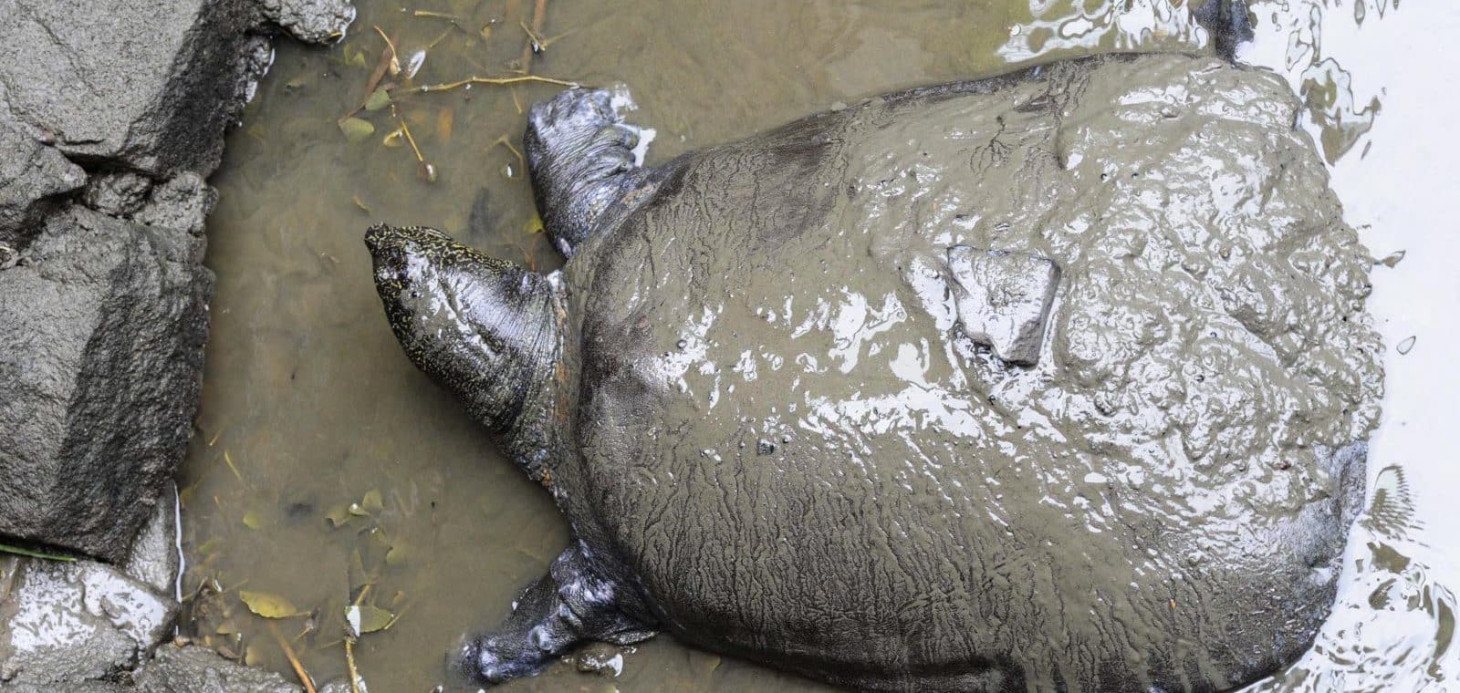 découvrez l'univers fascinant des tortues d'eau, ces créatures aquatiques remarquables. apprenez tout sur leurs habitats, leur alimentation et leur comportement, tout en préservant leur écosystème. explorez les différentes espèces de tortues d'eau et comment contribuer à leur protection.