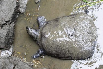 découvrez l'univers fascinant des tortues d'eau, ces créatures aquatiques remarquables. apprenez tout sur leurs habitats, leur alimentation et leur comportement, tout en préservant leur écosystème. explorez les différentes espèces de tortues d'eau et comment contribuer à leur protection.