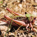 découvrez la fascinante sauterelle marron, un insecte remarquable aux nuances brunes qui se fond dans son habitat. apprenez-en plus sur ses caractéristiques, son comportement et son rôle dans l'écosystème, ainsi que des conseils pour l'observer dans la nature.