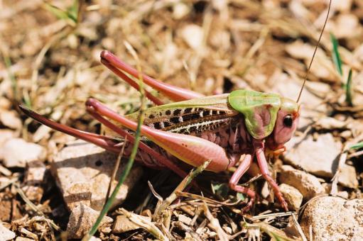 découvrez la fascinante sauterelle marron, un insecte remarquable aux nuances brunes qui se fond dans son habitat. apprenez-en plus sur ses caractéristiques, son comportement et son rôle dans l'écosystème, ainsi que des conseils pour l'observer dans la nature.