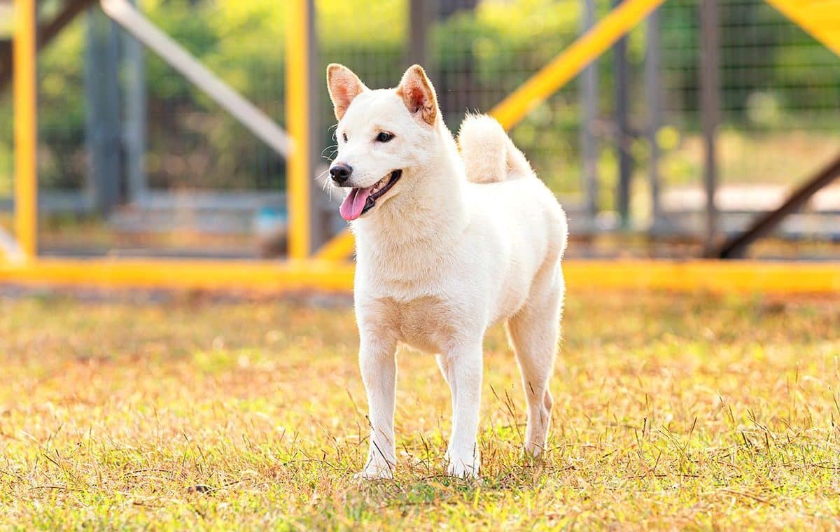 découvrez les caractéristiques fascinantes de la femelle shiba inu, une race de chien japonaise reconnue pour son esprit vif, son indépendance et son apparence élégante. apprenez tout sur son tempérament, son niveau d'énergie, ses besoins en entretien et bien plus encore.