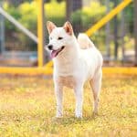 découvrez les caractéristiques fascinantes de la femelle shiba inu, une race de chien japonaise reconnue pour son esprit vif, son indépendance et son apparence élégante. apprenez tout sur son tempérament, son niveau d'énergie, ses besoins en entretien et bien plus encore.