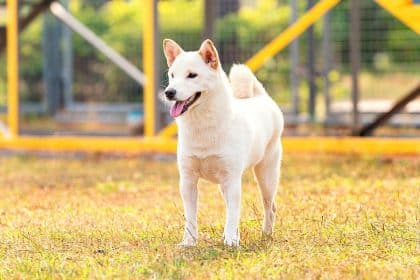 découvrez les caractéristiques fascinantes de la femelle shiba inu, une race de chien japonaise reconnue pour son esprit vif, son indépendance et son apparence élégante. apprenez tout sur son tempérament, son niveau d'énergie, ses besoins en entretien et bien plus encore.