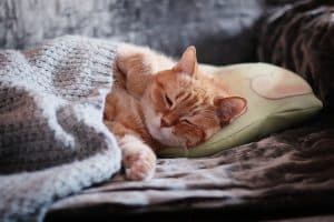 Comment endormir un chat en douceur : conseils pratiques