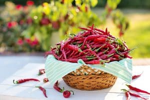 Comment faire pousser du piment à la maison