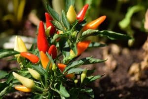 Comment faire pousser du piment à la maison