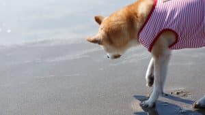 Tout savoir sur la femelle shiba inu : caractéristiques et besoins