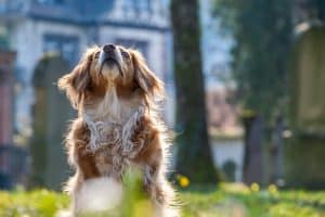 Calmants naturels pour chien qui aboie : solutions efficaces