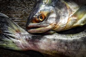 Comment fabriquer une nasse à poisson : guide étape par étape