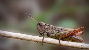 Petite sauterelle marron : caractéristiques et habitat