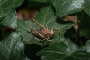 Petite sauterelle marron : caractéristiques et habitat