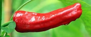 Comment faire pousser du piment à la maison