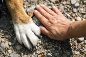 Calmants naturels pour chien qui aboie : solutions efficaces