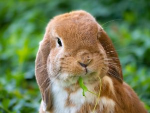 Comparaison des comportements du lapin et du chien comme animaux de compagnie