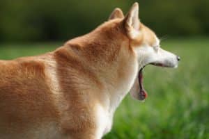 Tout savoir sur la femelle shiba inu : caractéristiques et besoins