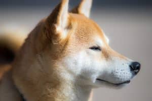 Tout savoir sur la femelle shiba inu : caractéristiques et besoins