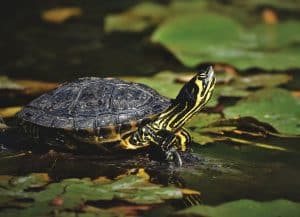 Le comportement des tortues d'eau : comprendre leur mode de vie