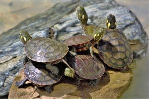 Le comportement des tortues d'eau : comprendre leur mode de vie